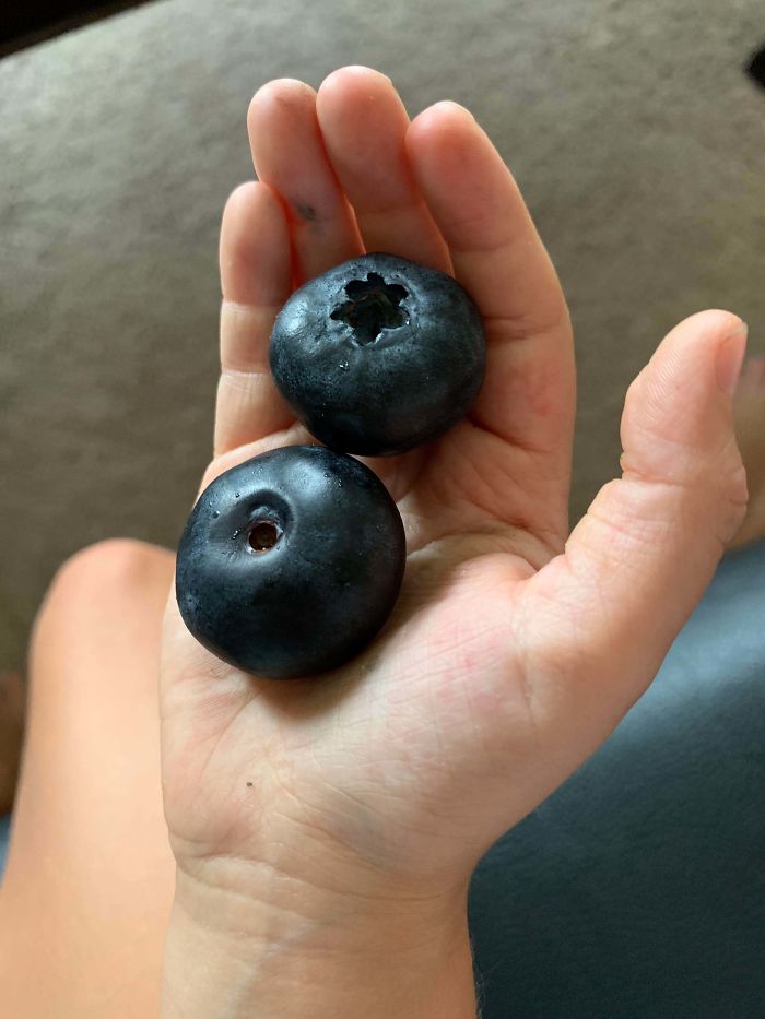 These Huge Blueberries I Found