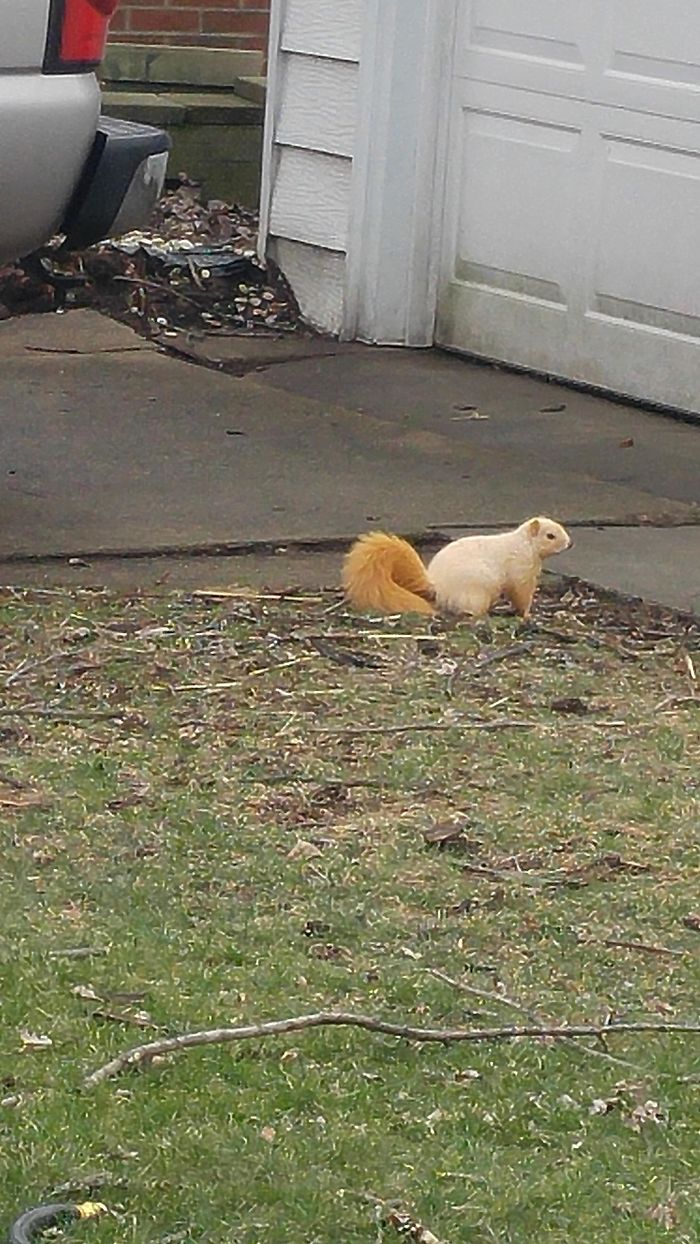 A Blonde Squirrel On My Old Mail Rout