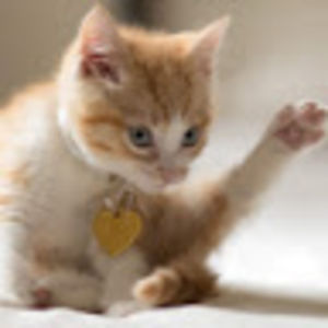 nizierajohnson avatar