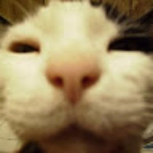 bobbinunyabiz avatar