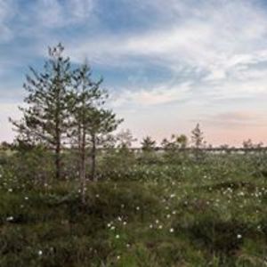 kristoffer_91 avatar