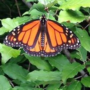 jeanettepnoble avatar