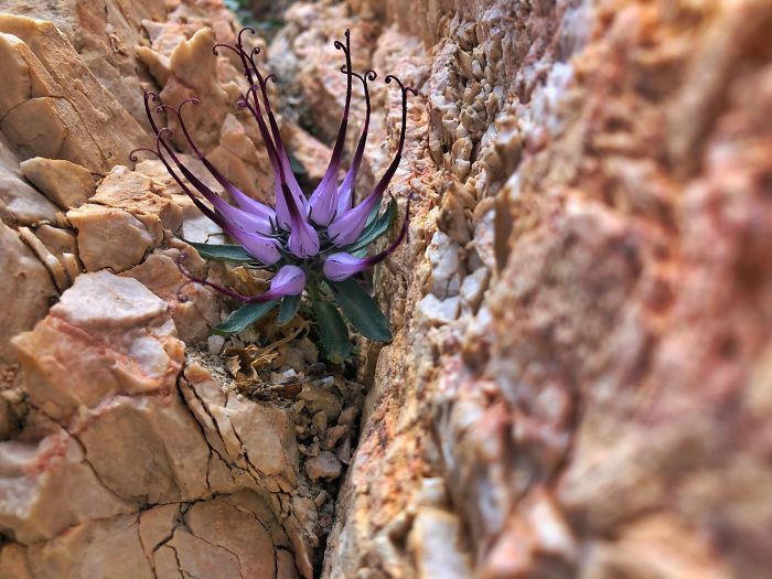 Found The Ultra Rare Physoplexis Comosa