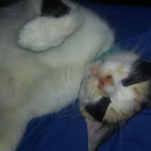 halloweengirl1313 avatar