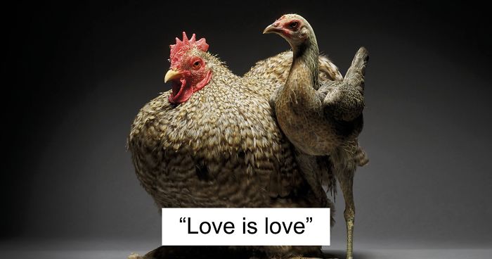 Our 24 Chicken Couple Photographs Show The Diversity Of Love