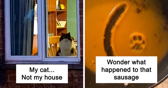 40 Hilarious Cat Snapchats That Will Leave You With The Biggest Smile (New Pics)
