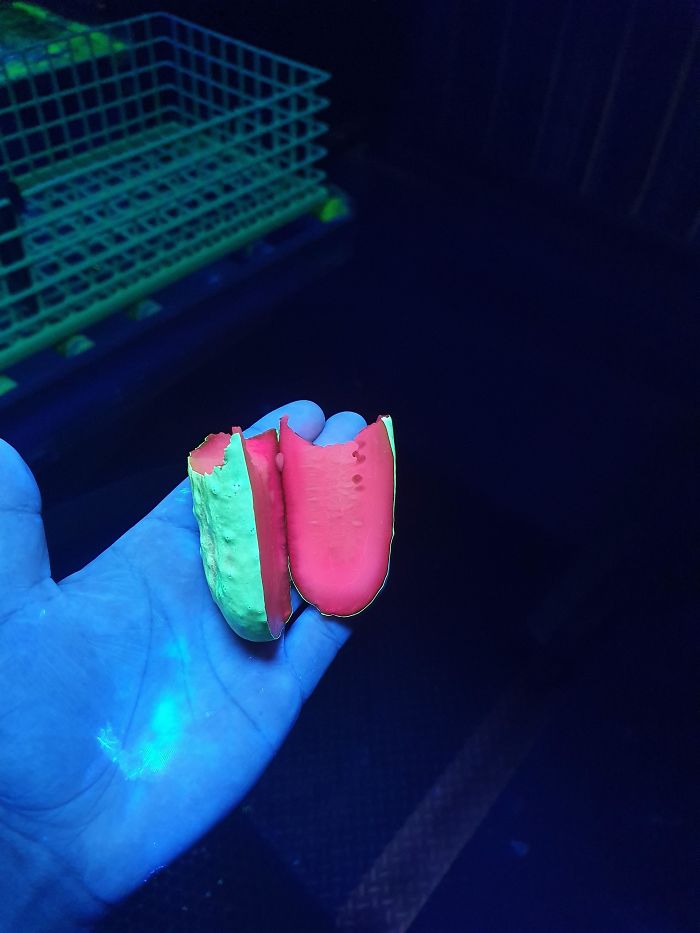 Pickle Under Ultraviolet Light