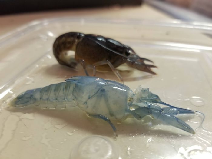 My Pet Crayfish Shed His Exoskeleton