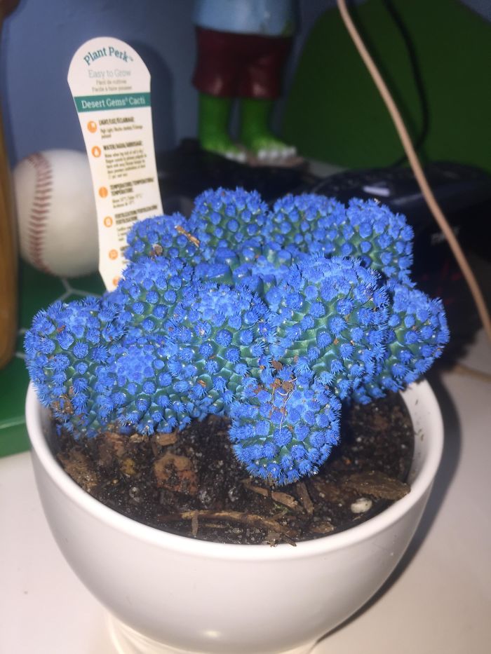 Look At My Blue Cactus