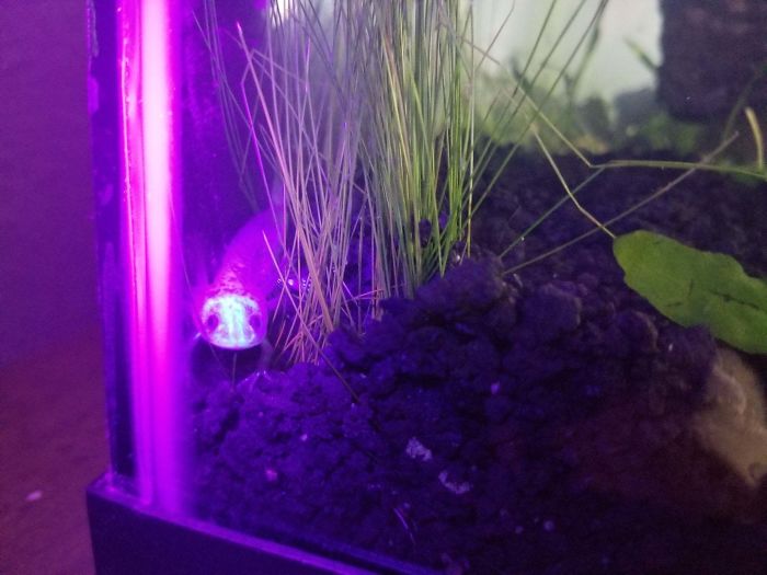 My Baby Axolotl Carries A Gene That Makes Him Glow Under Blacklight