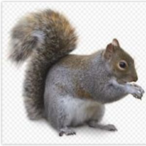 antone_lamare avatar