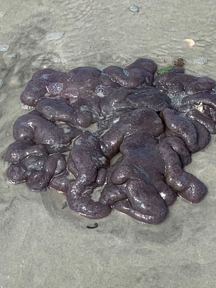 Someone In Town Found This On The Beach Today And Wanted To Know What It Was So I Offered To Ask Here. She Said It Was Squishy, Very Large, And Had No Smell. We're In Southeastern Nc So Dorian Swooped By Yesterday If That Helps At All. What Is This Thing?