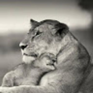 louiseplatiel avatar