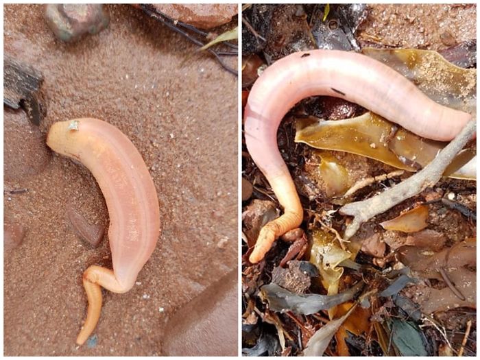 Found On The Beach After Hurricane Dorian Wreaked Havoc On The Maritimes.. Curious To Know What It Is?