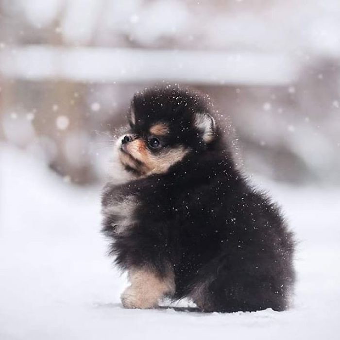 Here Are 23 Adorable Photos Of Furballs Jumping Around And Getting Their First Taste Of Snow