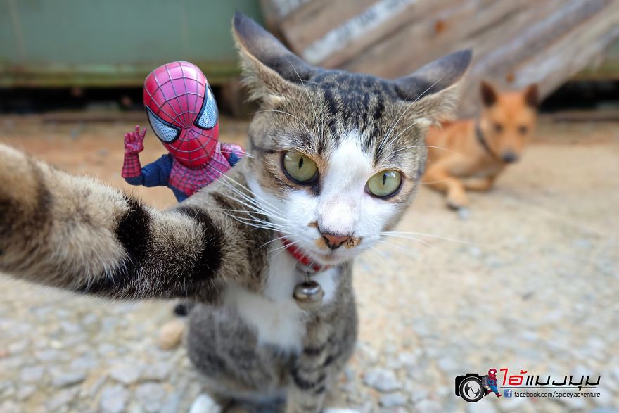 See The Adventures Of A Mini Spiderman With Lovely Cats Created By A Thai Artist