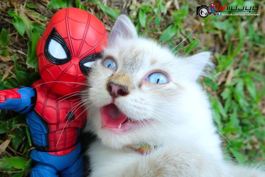 See The Adventures Of A Mini Spiderman With Lovely Cats Created By A Thai Artist