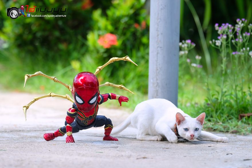 See The Adventures Of A Mini Spiderman With Lovely Cats Created By A Thai Artist