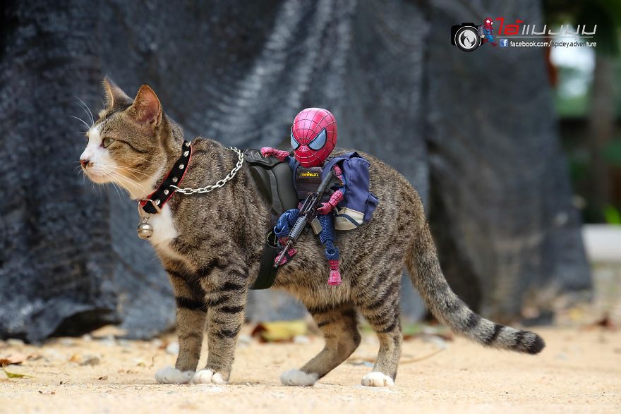 See The Adventures Of A Mini Spiderman With Lovely Cats Created By A Thai Artist