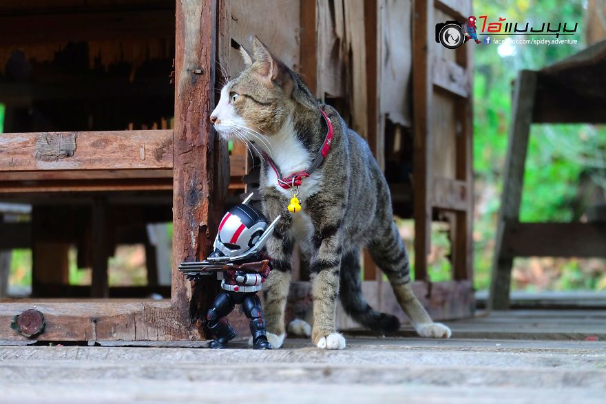 See The Adventures Of A Mini Spiderman With Lovely Cats Created By A Thai Artist