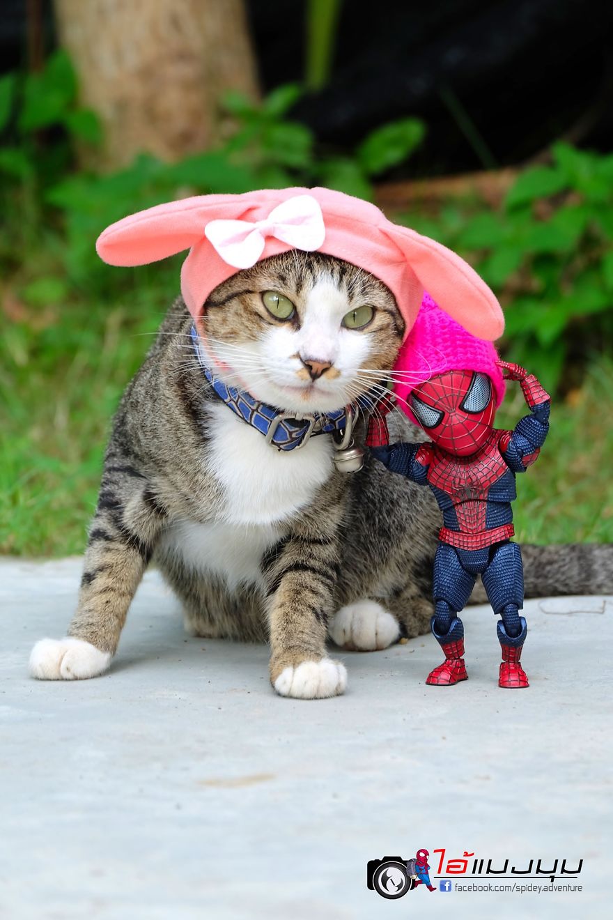 See The Adventures Of A Mini Spiderman With Lovely Cats Created By A Thai Artist