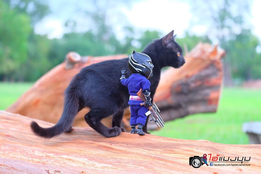 See The Adventures Of A Mini Spiderman With Lovely Cats Created By A Thai Artist
