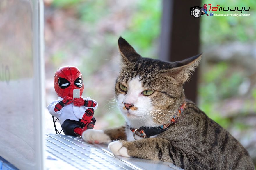 See The Adventures Of A Mini Spiderman With Lovely Cats Created By A Thai Artist