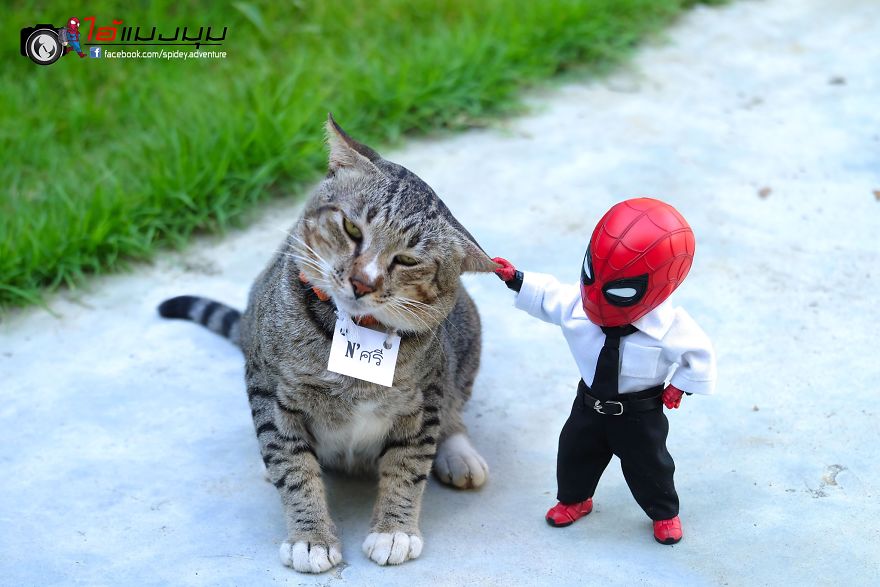 See The Adventures Of A Mini Spiderman With Lovely Cats Created By A Thai Artist