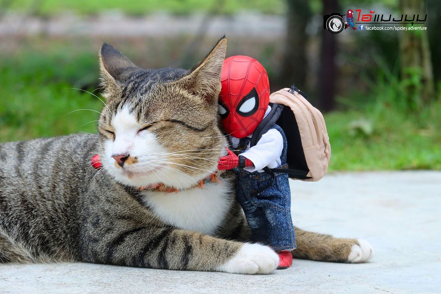 See The Adventures Of A Mini Spiderman With Lovely Cats Created By A Thai Artist