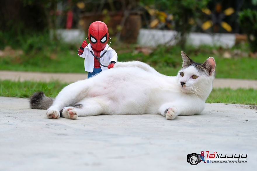 See The Adventures Of A Mini Spiderman With Lovely Cats Created By A Thai Artist