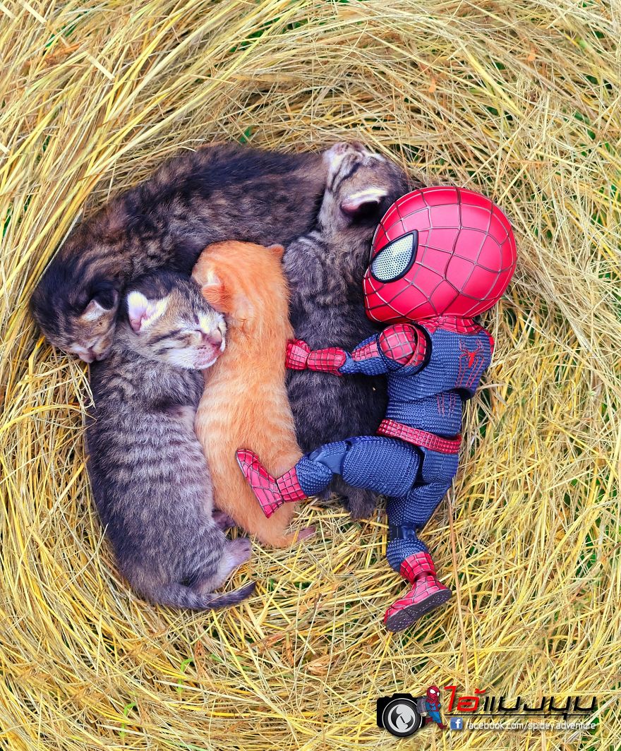See The Adventures Of A Mini Spiderman With Lovely Cats Created By A Thai Artist