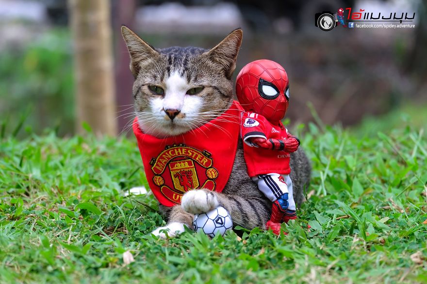 See The Adventures Of A Mini Spiderman With Lovely Cats Created By A Thai Artist