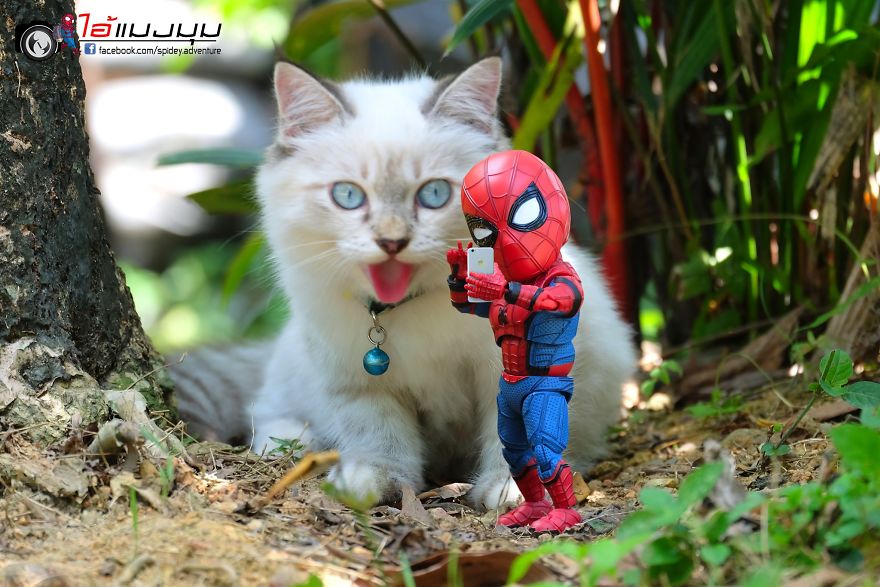 See The Adventures Of A Mini Spiderman With Lovely Cats Created By A Thai Artist