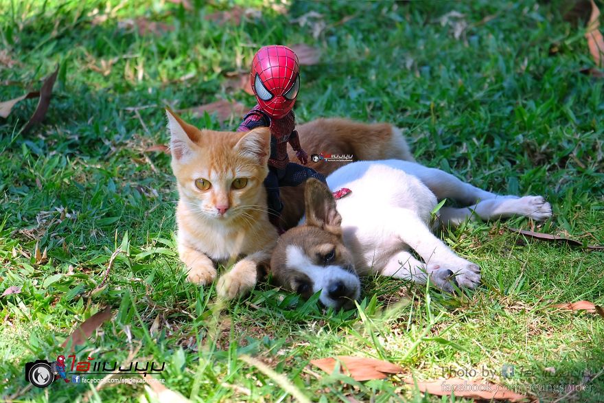 See The Adventures Of A Mini Spiderman With Lovely Cats Created By A Thai Artist