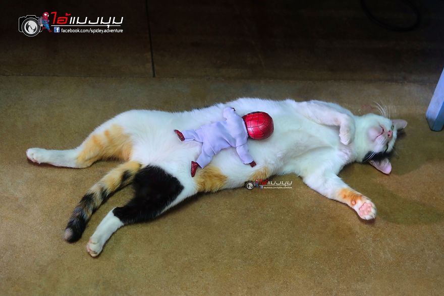 See The Adventures Of A Mini Spiderman With Lovely Cats Created By A Thai Artist