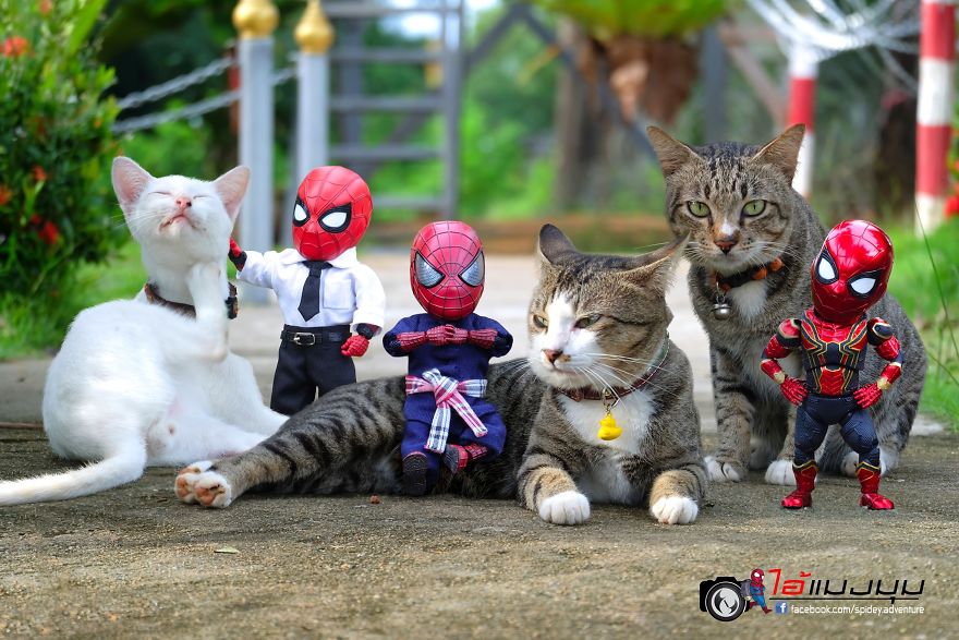 See The Adventures Of A Mini Spiderman With Lovely Cats Created By A Thai Artist