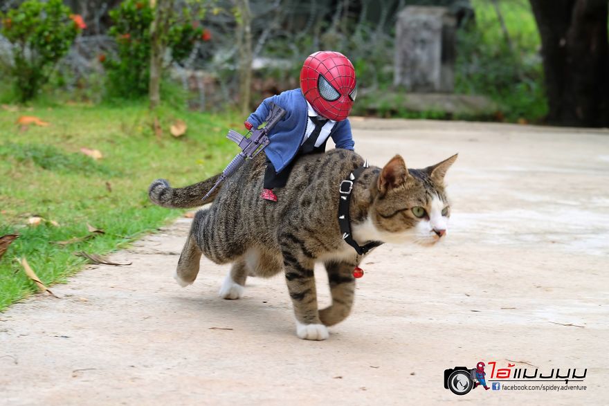 See The Adventures Of A Mini Spiderman With Lovely Cats Created By A Thai Artist