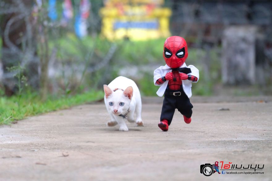 See The Adventures Of A Mini Spiderman With Lovely Cats Created By A Thai Artist