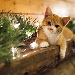 nataleycheshire avatar