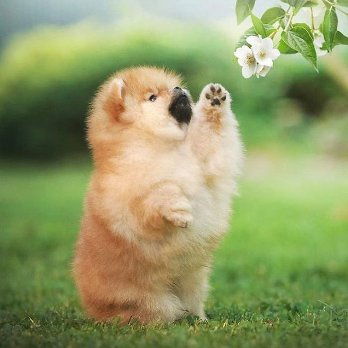 Here Are 23 Adorable Photos Of Furballs Jumping Around And Getting Their First Taste Of Snow