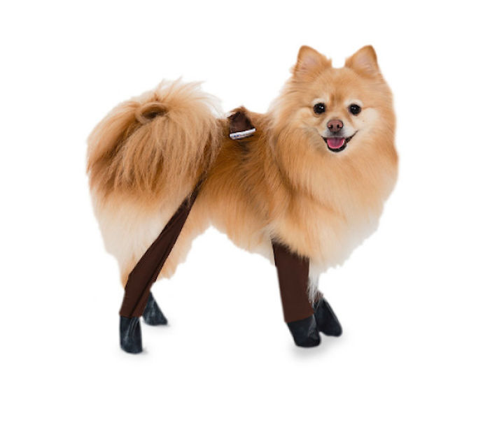 You Can Now Get Your Dog A Pair Of Leggings To Warm Their Paws You Can Now Get Your Dog A Pair Of Leggings To Warm Their Paws