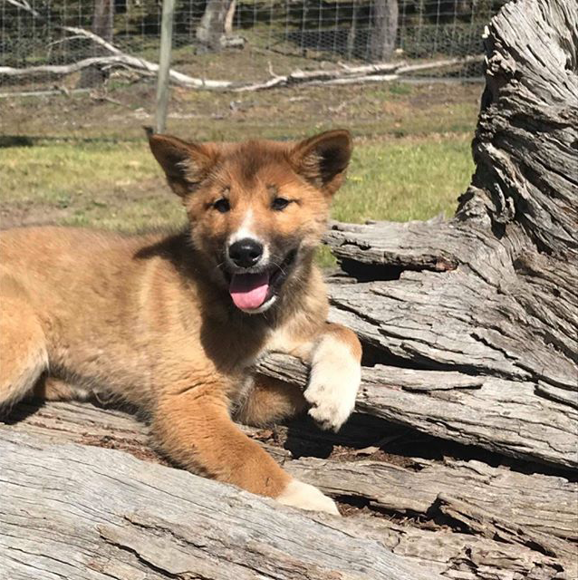 This Puppy Gets Dropped By A Bird Of Prey, Turns Out He's A Purebred Endangered Dingo