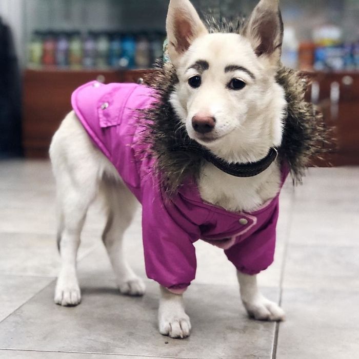 People Tried Washing This Dog's Eyebrows Off Only To Find Out They're Not Painted People Tried Washing This Dog's Eyebrows Off Only To Find Out They're Not Painted