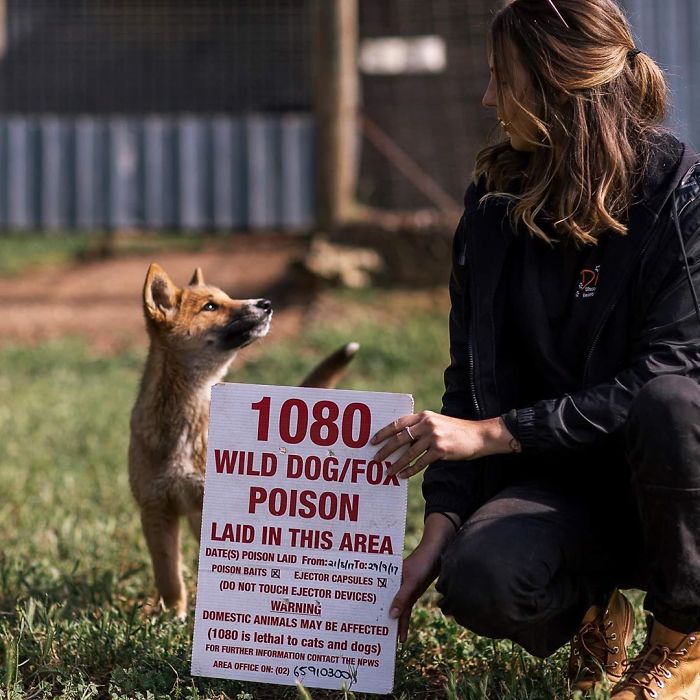 This Puppy Gets Dropped By A Bird Of Prey, Turns Out He's A Purebred Endangered Dingo This Puppy Gets Dropped By A Bird Of Prey, Turns Out He's A Purebred Endangered Dingo