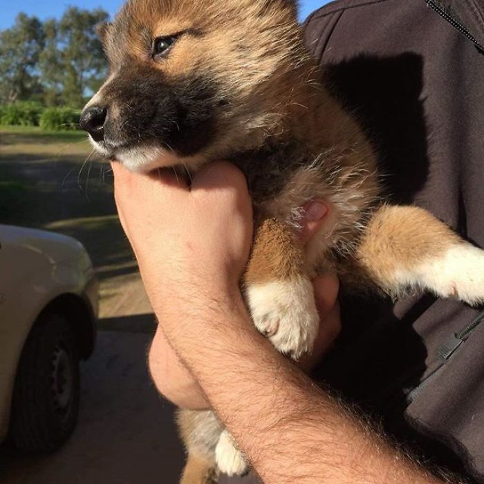 This Puppy Gets Dropped By A Bird Of Prey, Turns Out He's A Purebred Endangered Dingo This Puppy Gets Dropped By A Bird Of Prey, Turns Out He's A Purebred Endangered Dingo