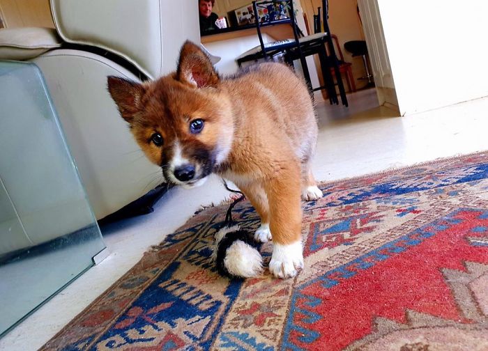 This Puppy Gets Dropped By A Bird Of Prey, Turns Out He's A Purebred Endangered Dingo This Puppy Gets Dropped By A Bird Of Prey, Turns Out He's A Purebred Endangered Dingo