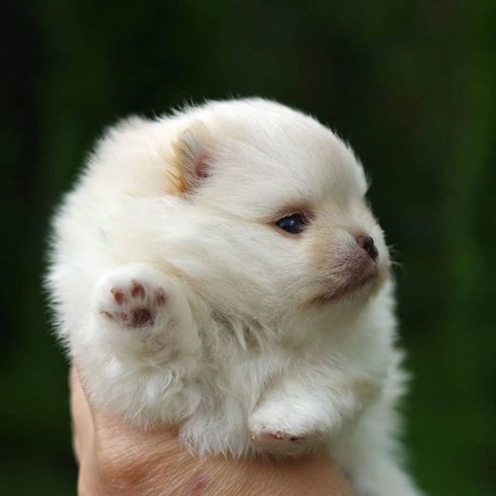 Here Are 23 Adorable Photos Of Furballs Jumping Around And Getting Their First Taste Of Snow