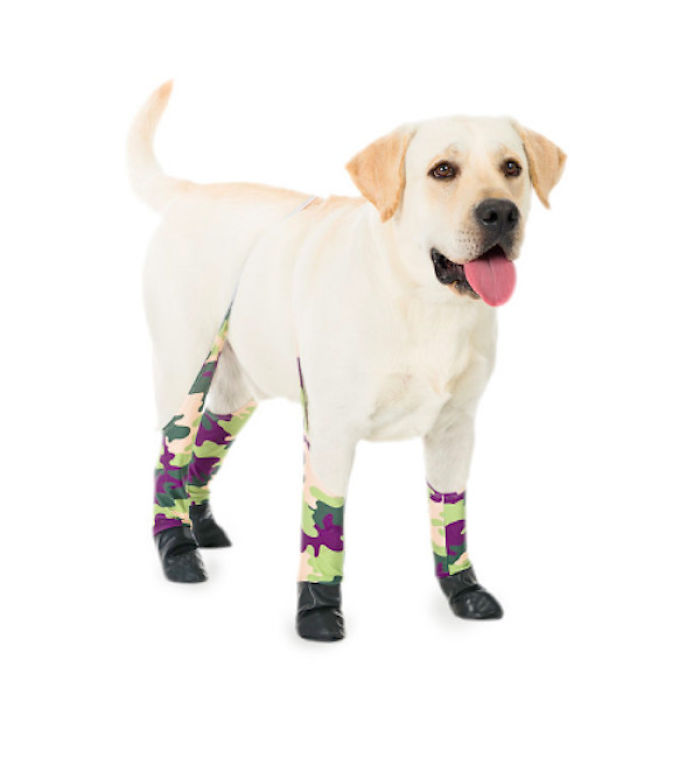 You Can Now Get Your Dog A Pair Of Leggings To Warm Their Paws You Can Now Get Your Dog A Pair Of Leggings To Warm Their Paws
