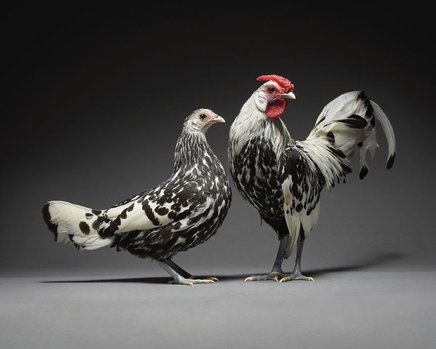 We Photographed Hundreds Of The Most Beautiful Chicken Couples And They Fell In Love, Literally!