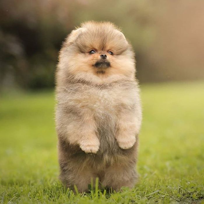 Here Are 23 Adorable Photos Of Furballs Jumping Around And Getting Their First Taste Of Snow